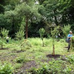 Volunteers Removing Weeds from The Glade