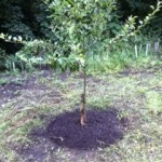 July 2014 - tree
