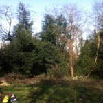 View from The Glade area looking north-east