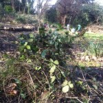 The start of our pile of cleared bramble