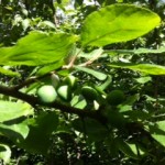 Bullace fruit tree in the Maze Hill side of the woodland