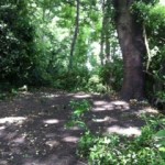 Photo shows after the non-native shrub's been removed