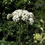 Hogweed growing in a small clearing