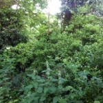 The photo shows a large non-native shrub on the footpath's edge