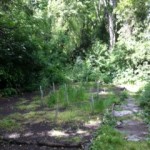 Several planted shrubs, all growing healthily