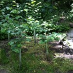 Native shrubs growing well planted in 2014