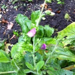 Foxglove from The Glade