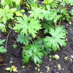 Geranium from The Glade