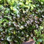 Plants from last Autumn's planting