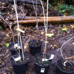Our 5 elm saplings, ready to be planted.