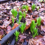 With invasive borage plants removed these bulbs can grow better