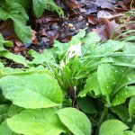 Primroses in flower in mid-January