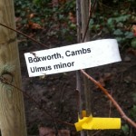 One of 2 Ulmus minor planted in The Glade area.