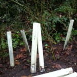 Our hedge plants can fend for themselves without their protection tubes