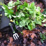Borage plants removed to allow for other woodland plants to thrive