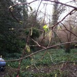 Hazel catkins bursting open