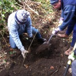 Volunteers filling in the cleared trench with newly planted saplings