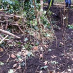 Freshly planted native saplings forming our newly creared hedge