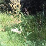 Meadowsweet plant growing near the pond
