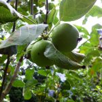 Apple tree with small fruit