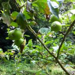 Apple tree with small fruit