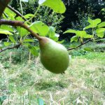 Pear tree with small fruit