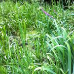 A view of the pond with abundant grasses