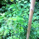 One of the elms in The Glade, that may have stronger disease resistance