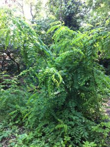 Acacia tree about to be removed