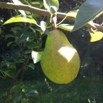 A Williams variety pear in good health