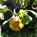 Half-eaten apple