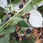 Ripe bramble fruits