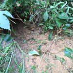 View of a potential active fox hole on The Mound