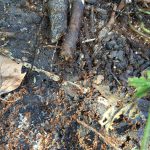 Woodland ants with eggs