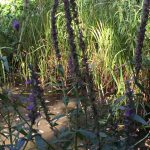 Purple loosestrife adjacent to the pond