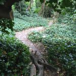 Overhanging branch removed