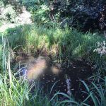 View of the pond in The Glade
