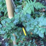 A healthy looking, recently planted elm sapling