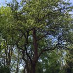 Mature pear tree in The Glade