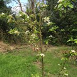 A pear tree in full flower
