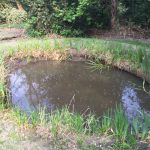 The newly created pond in The Glade area