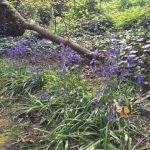 Newly planted bluebells in full bloom