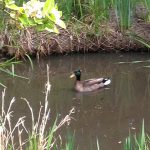 Mallard making a splash in the new pond
