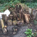 Stag beetle habitat