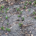 Bluebells just appearing
