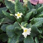Primroses starting to flower