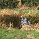 The pond