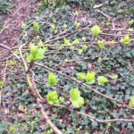 Leaves starting to appear